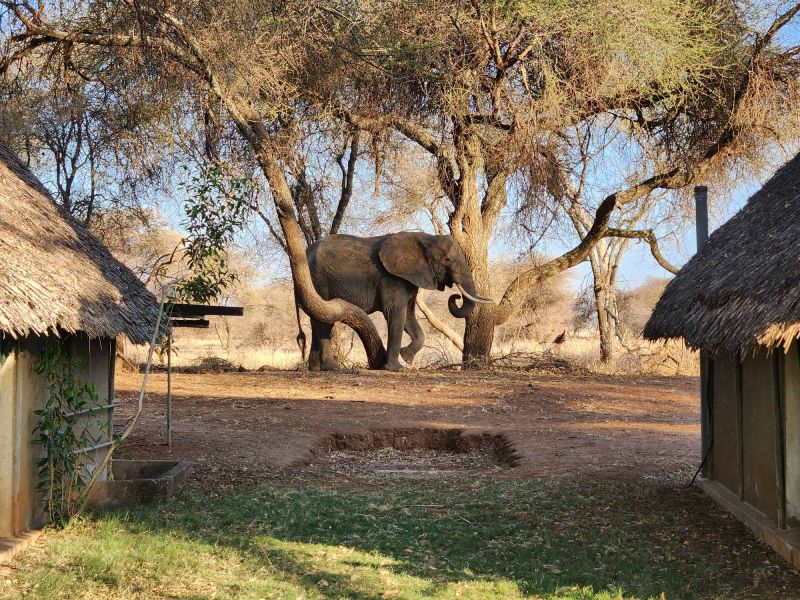 Elephant protective reserve